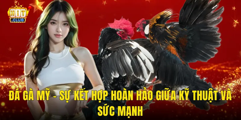 Đá Gà Mỹ – Sự Kết Hợp Hoàn Hảo Giữa Kỹ Thuật Và Sức Mạnh
