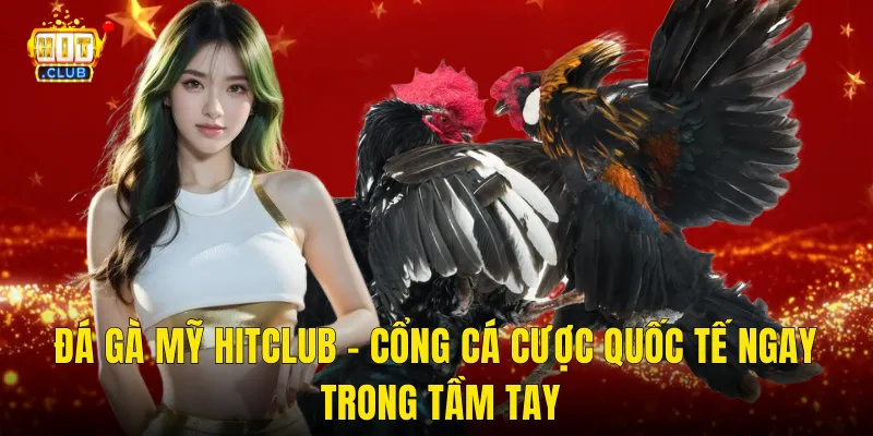 Đá Gà Mỹ Hitclub – Cổng Cá Cược Quốc Tế Ngay Trong Tầm Tay
