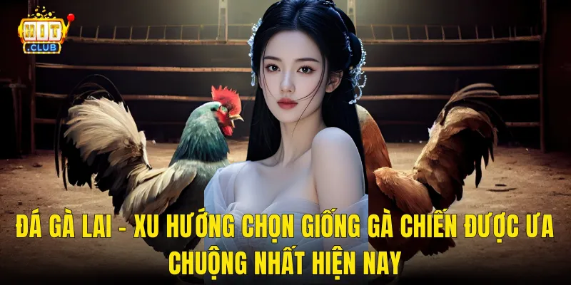 Đá Gà Lai – Xu Hướng Chọn Giống Gà Chiến Được Ưa Chuộng Nhất Hiện Nay